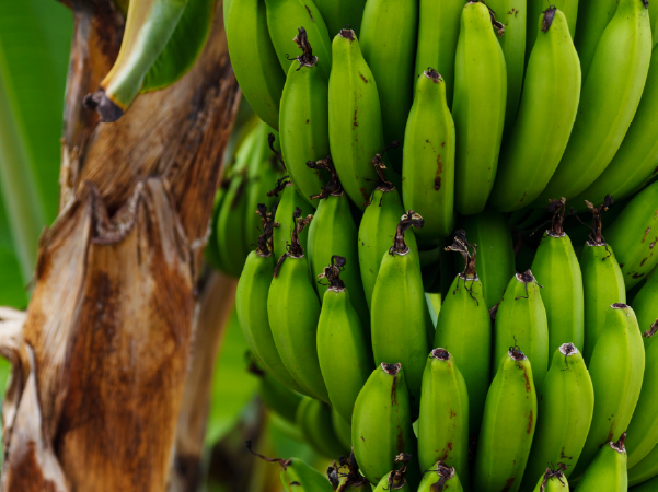 Imagen ilustrativa del programa de Bioestimulación banano